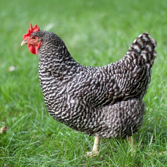 Barred Rock: June 3, 2025