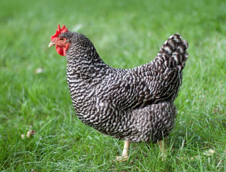 Barred Rock: June 3, 2025