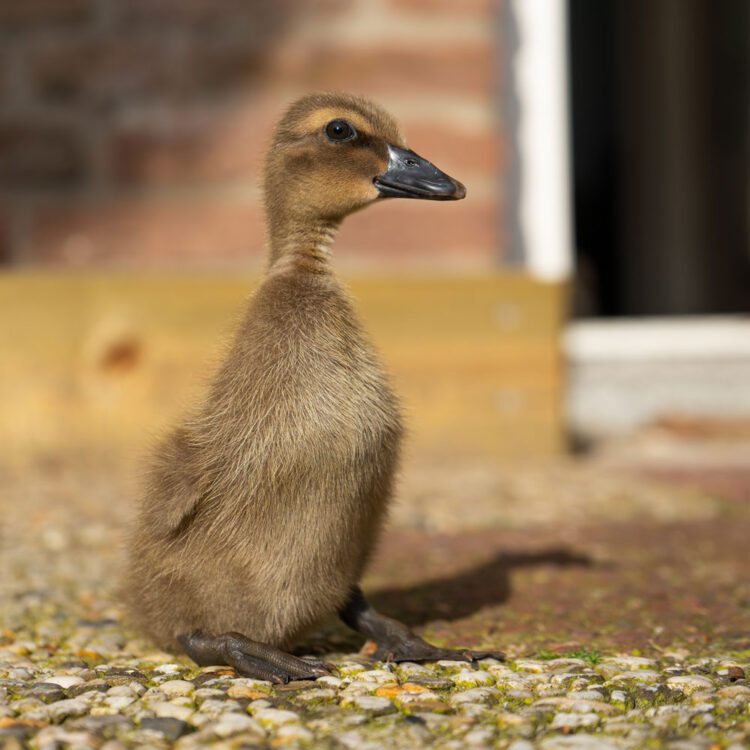 Khaki Campbell Duck: May 13, 2025 - Image 2