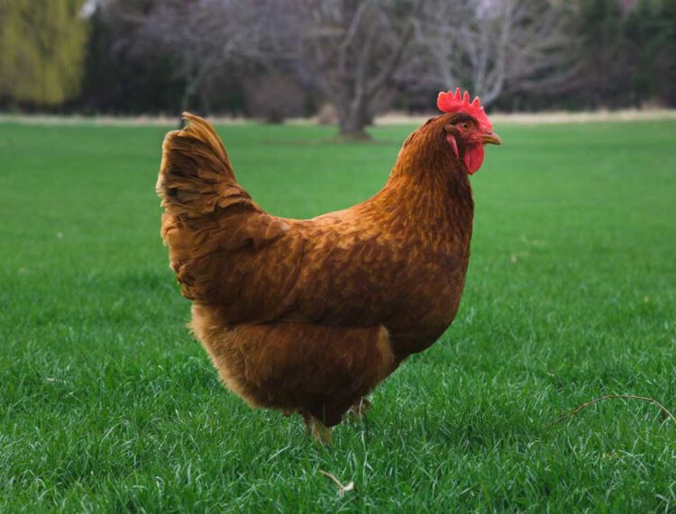 Rhode Island Red: March 18, 2025 - SOLD OUT