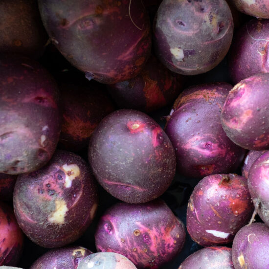 Purple Viking Seed Potatoes - ORGANIC - SOLD OUT