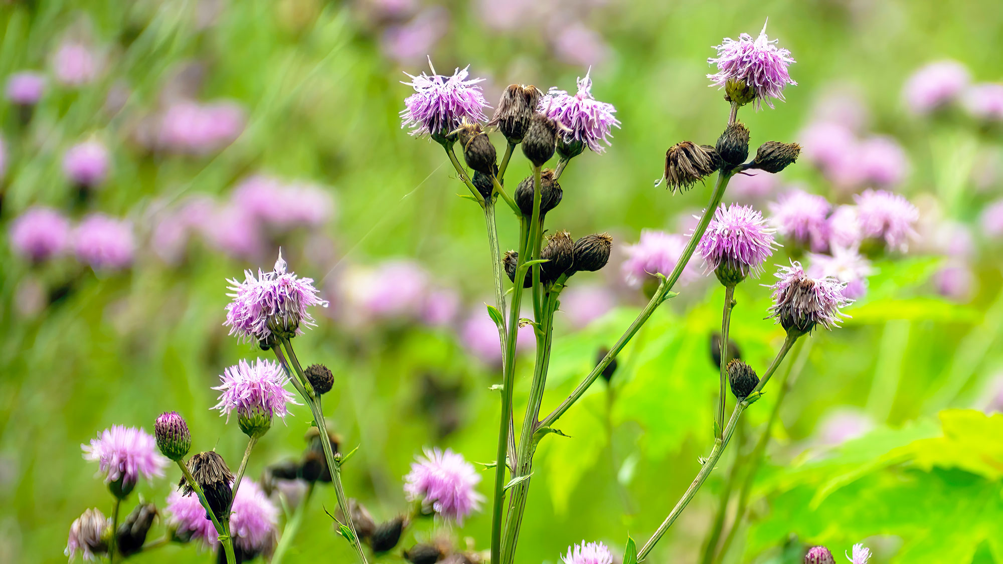 Our Experience Eliminating Canada Thistle