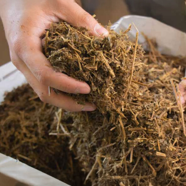 Chaffhaye Cultured Alfalfa - Image 3