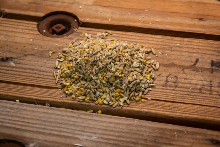 New Country Organics Wheat-Free Layer Feed - Image 2