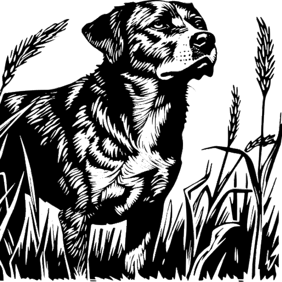 Pet Food