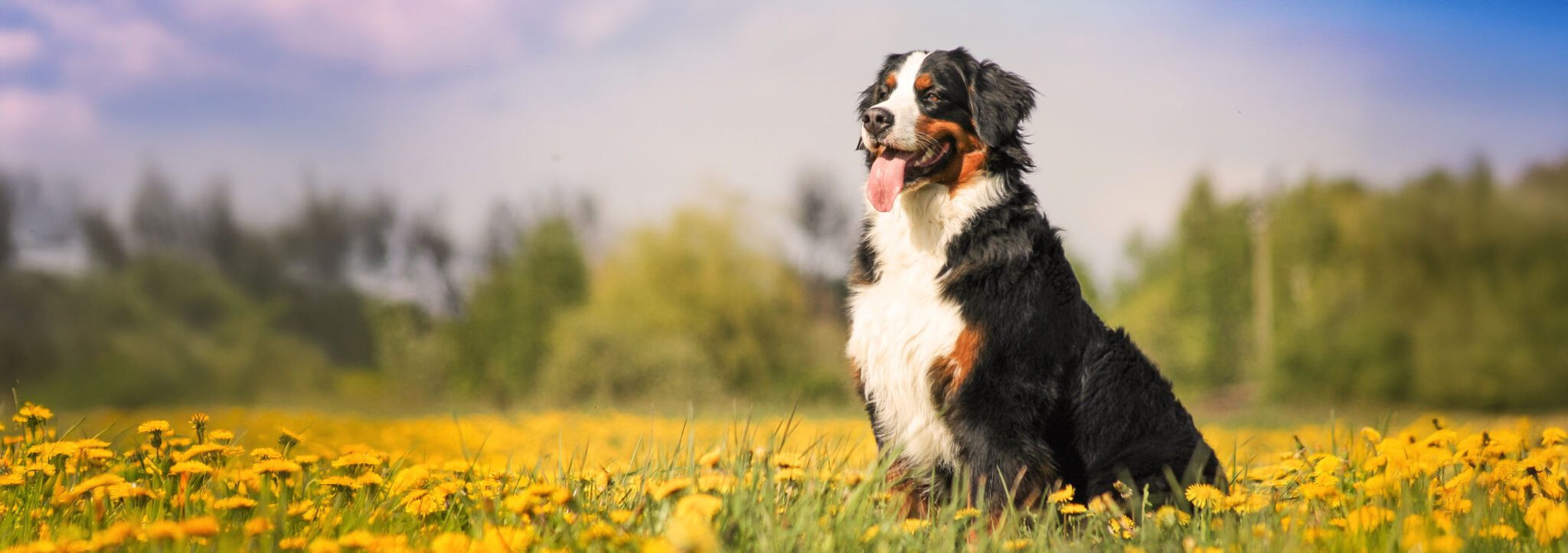 Pet Food