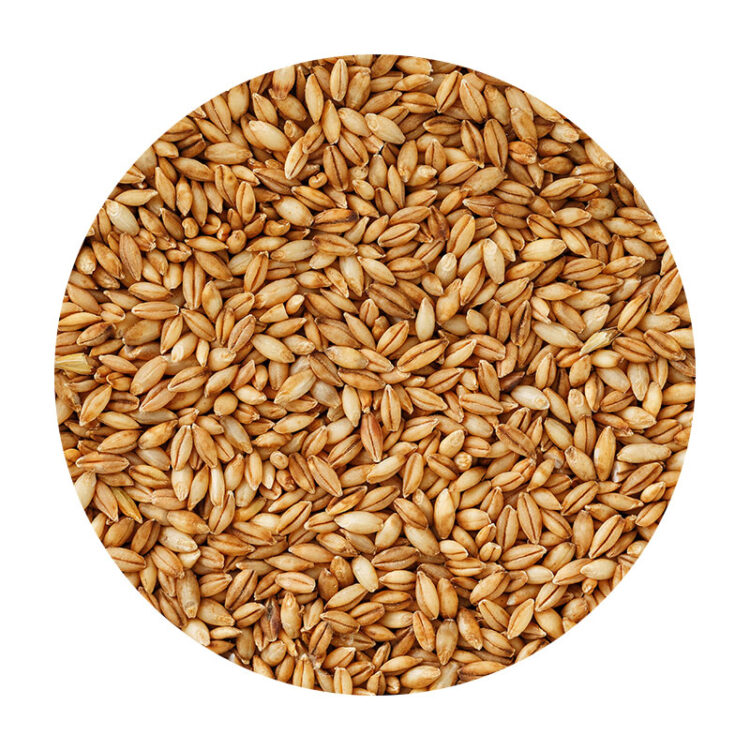 Whole Barley, Non-Organic - 50 lb