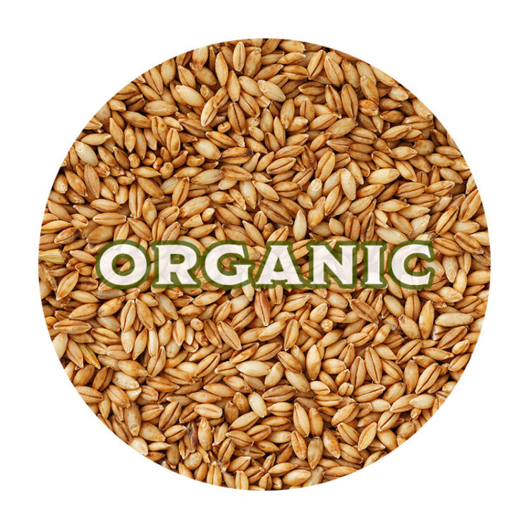 Whole Barley, Organic - 45 lb