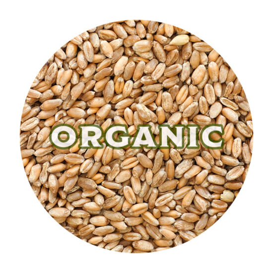 Wheat, Organic - 40 lb