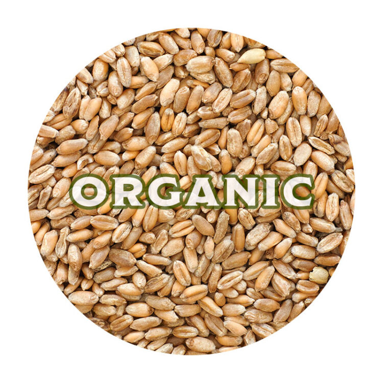 Wheat, Organic - 40 lb