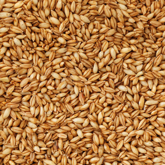 Whole Barley, Non-Organic - 50 lb