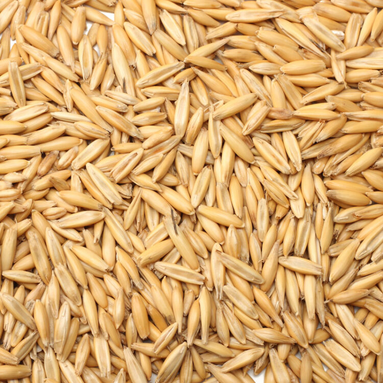 Whole Oats, Non-Organic - 50 lb