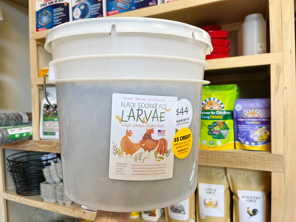 Even Better Chicken Grubs: Now Organically- and USA-Grown! 🇺🇸 🐓 🇺🇸