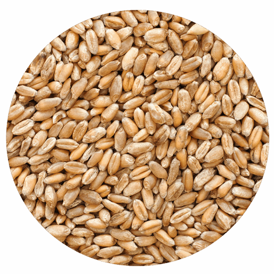Wheat, Non-Organic - 50 lb