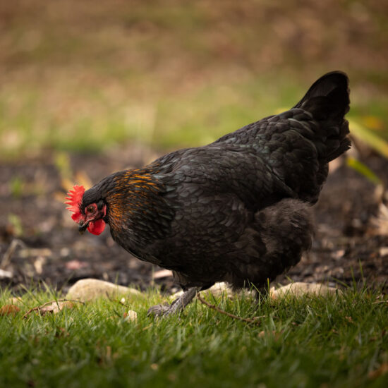 Black Copper Marans/Blue Marans: Hatch Date May 12