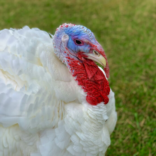 Broad Breasted White Turkey Poults: Hatch Date March 24