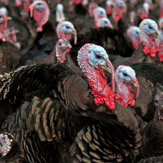 Orlopp Bronze Turkey Poults: Hatch Date March 24