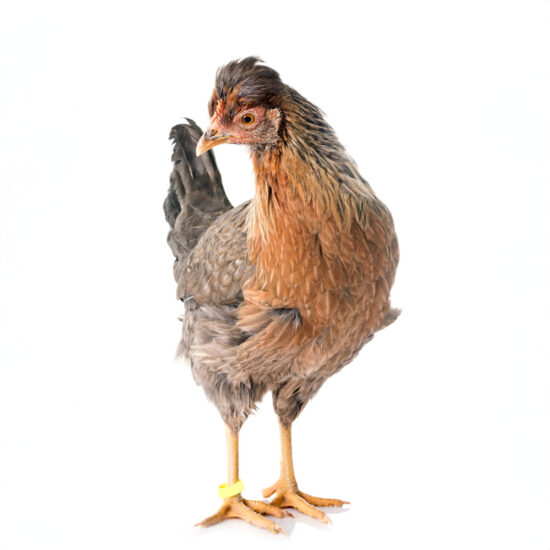 Cream Legbar: Hatch Date June 9