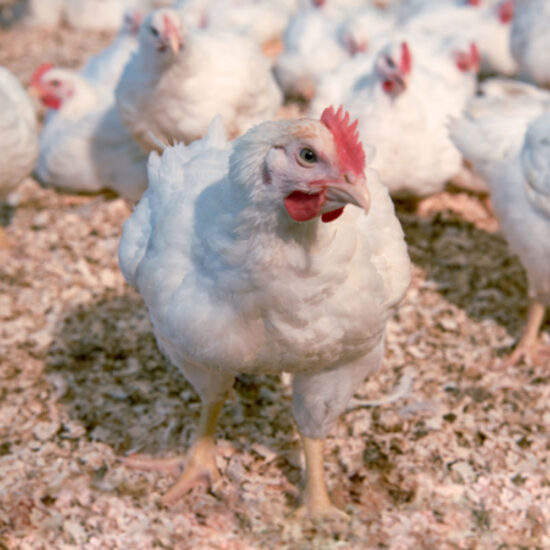 Dakota White: Hatch Date April 14