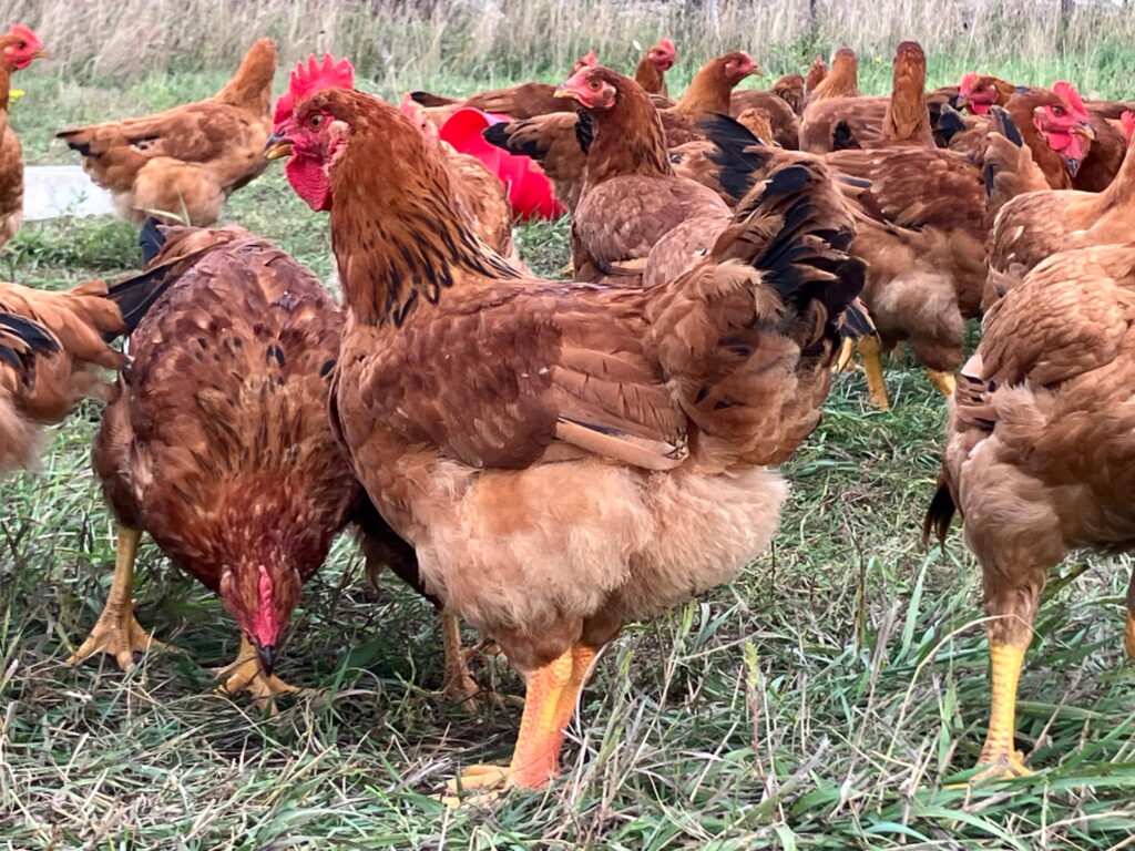 Dakota Red: Hatch Date May 12
