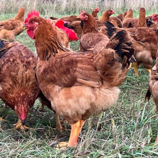 Dakota Red: Hatch Date May 12