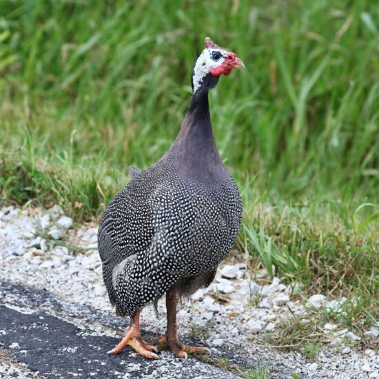Jumbo Pearl Gray Guinea Keets: Hatch Date April 21