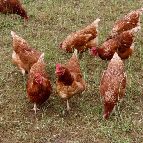 Hy-Line Brown: Hatch Date April 14