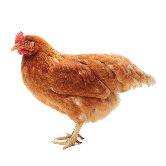 Lohmann Brown: Hatch Date May 12