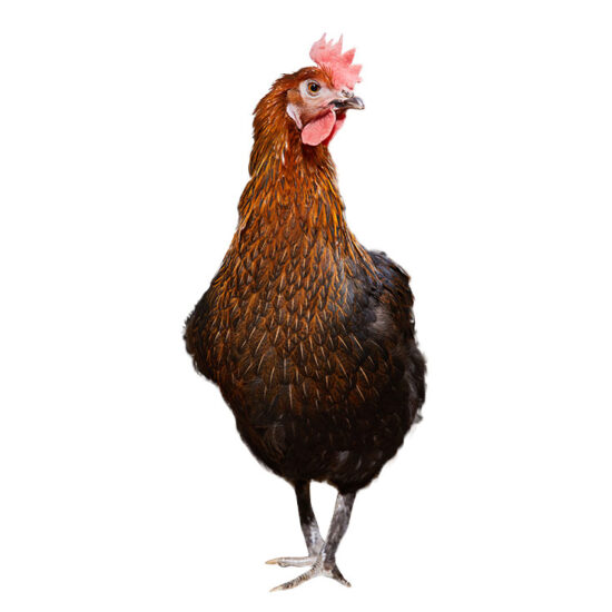 Marans Hybrid: Hatch Date March 24