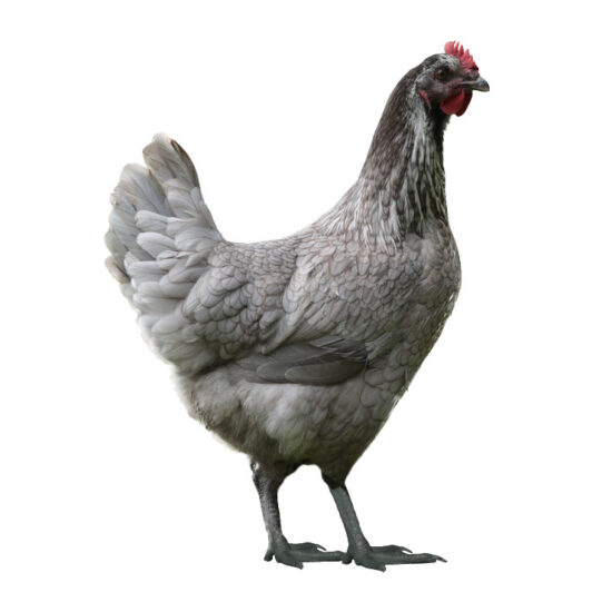 Novogen Ash: Hatch Date April 14