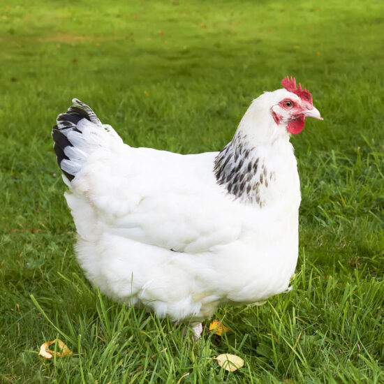 Novogen Silver: Hatch Date May 12