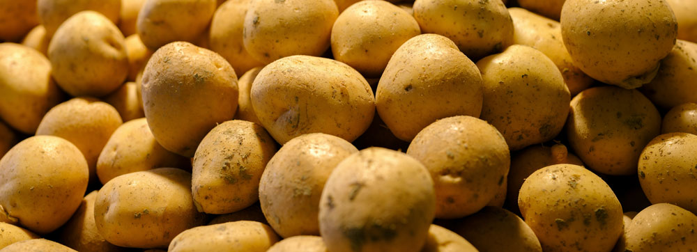 2026 Seed Potato Info